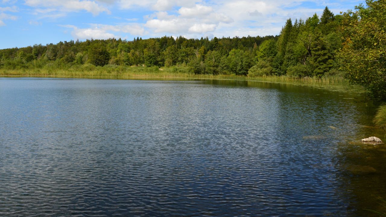Menu A serene lake amidst a vibrant green forest under a clear blue sky.