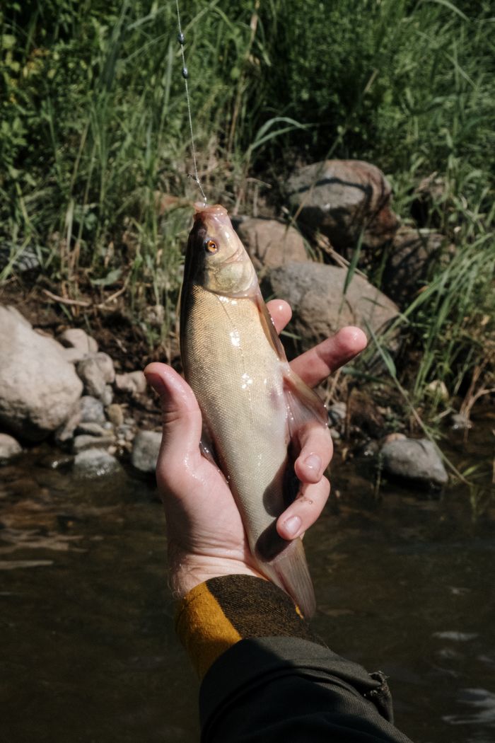 Crafting Captivating Headlines: Your awesome post title goes here A fisherman proudly displays a freshly caught fish by a scenic stream in the countryside.